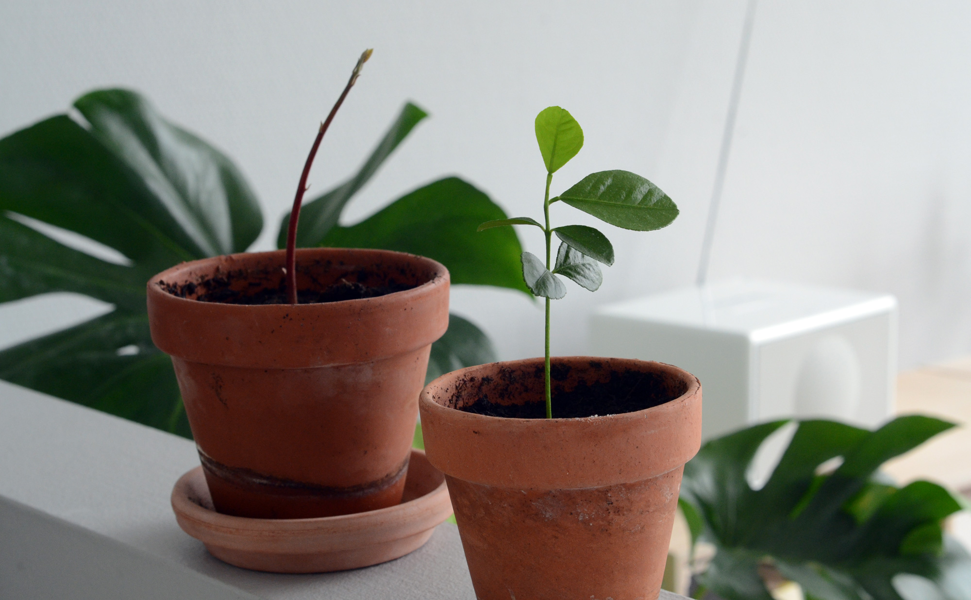 Plant avokado- og - CarlasCafe.dk